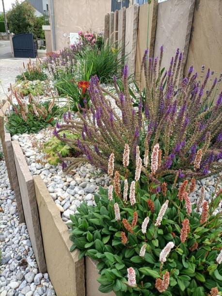 massif v�g�tal compos� de plantes vivaces : verveine, lavande, h�m�rocalle, iris